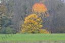 Herbstimpressionen#1.5