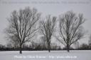 drei kahle Bäume im Schnee