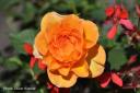 Rose Orange
