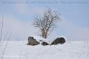 Baum und Steine im Schnee