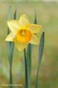 Narzisse