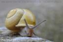 Schnecke
