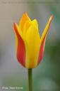 Tulpe 1